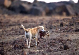حمله سگ ولگرد به یک دختر بچه در تبریز