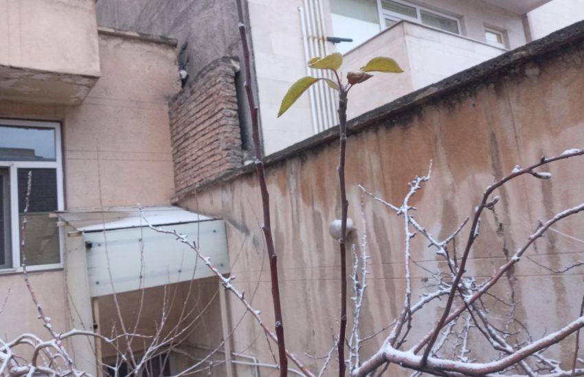 برگهای استوار در درخت در برف زمستان